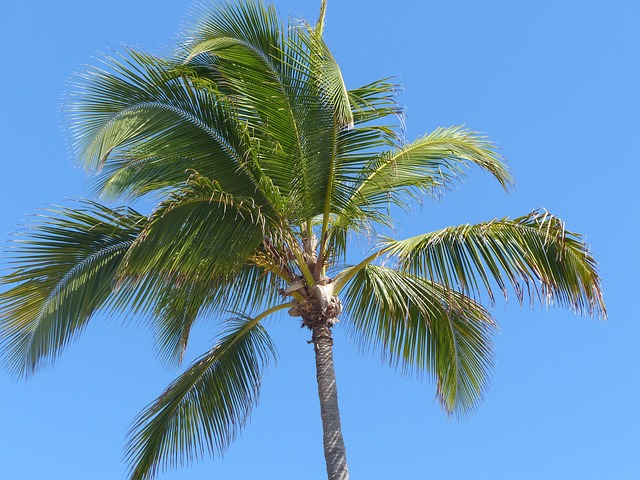 Palme Palmenwedel Himmel