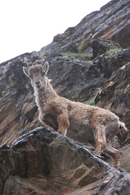 Free Capricorn Zodiac photo and picture