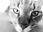 domestic cat, cat, nose