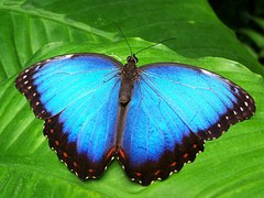 Butterfly, Blue, Insect
