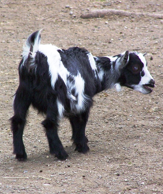 Free Goat Animal photo and picture