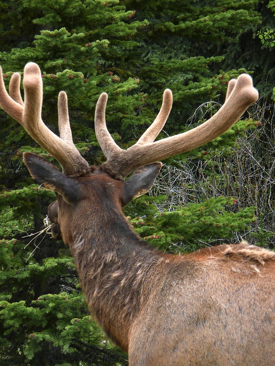 Elk Antlered Antler · Free photo on Pixabay