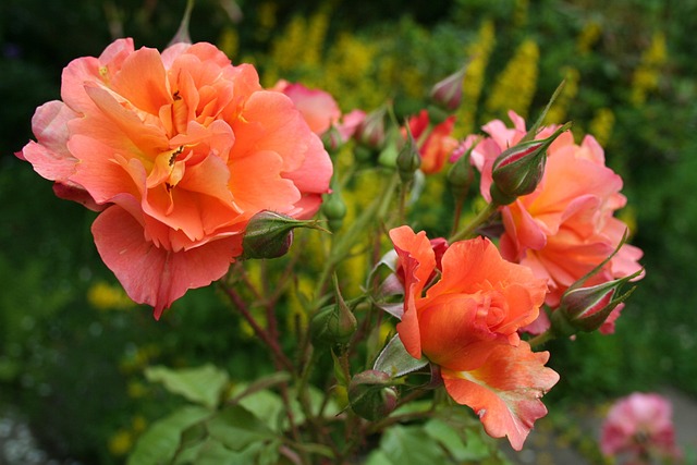 Rose, Blomstre, Sommer, Rosenblomst