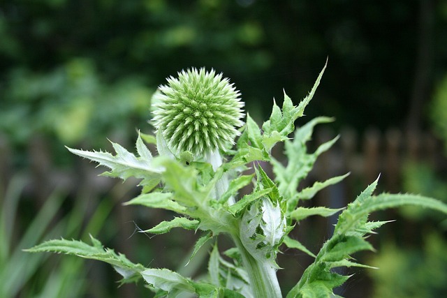 Tidsel, Plante, Natur, Blomstre