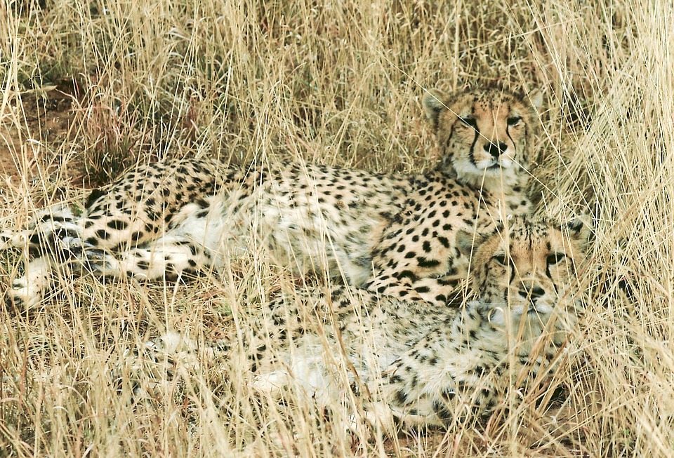 Cheetah HuntingLeopard Feline Free photo on Pixabay Pixabay