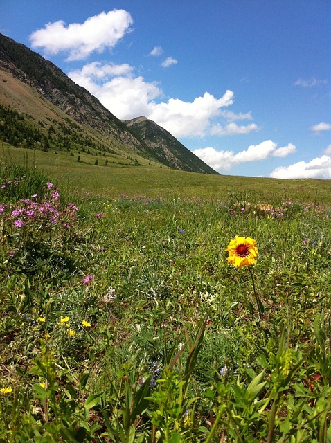 Free Wildflowers Mountains photo and picture