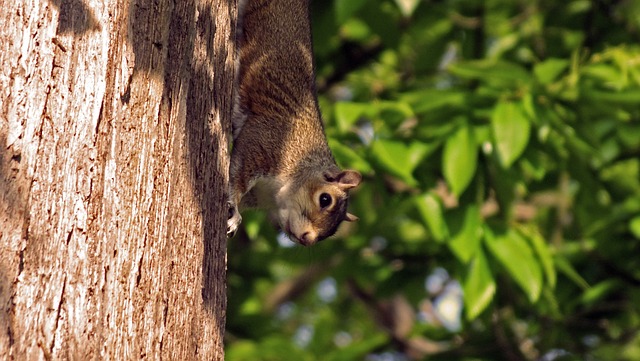 Free Squirrel Park photo and picture