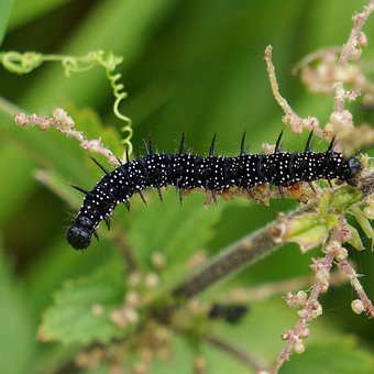 Plus De 10 Images De Asticot Et De Insecte Plus De 10 Images De Asticot Et De Insecte