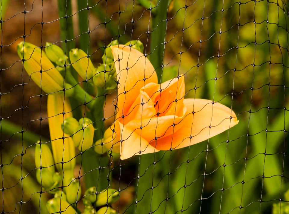 Daylily Deer Netting Pest Control Free photo on Pixabay Pixabay