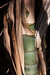 bamboo, bamboo shoot, grass