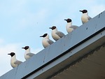 gulls, birds, in a series