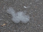 poplar seeds, seeds, poplar fluff