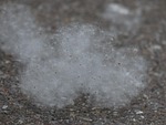 poplar seeds, seeds, poplar fluff