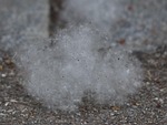 poplar seeds, seeds, poplar fluff