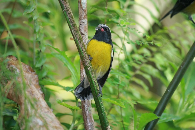 Free Bird Tropical photo and picture