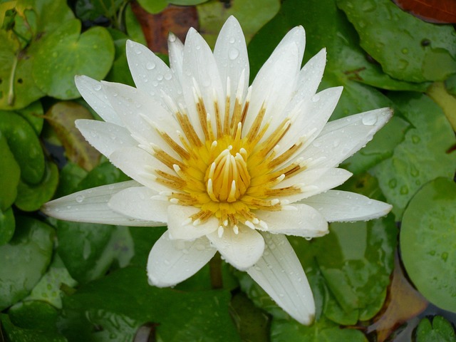 Free Flower Beautiful Flowers photo and picture