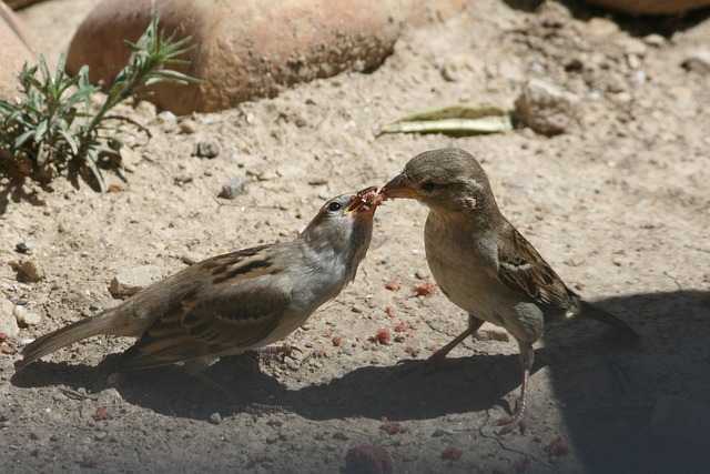 Free Birds Beaked photo and picture