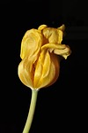 flower, tulip, yellow