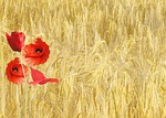 red poppy, papaver rhoeas, corn field
