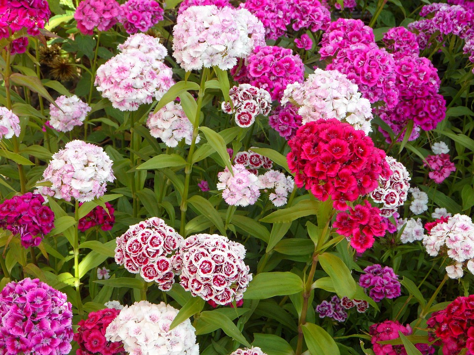 Have blomster hav af · gratis foto på pixabay Have blomster billeder