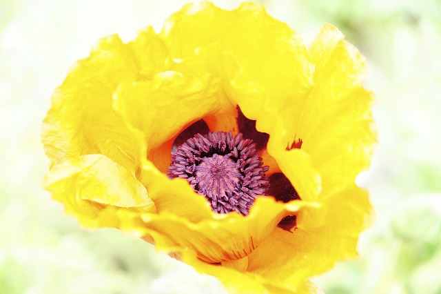 Free Flower Plant photo and picture