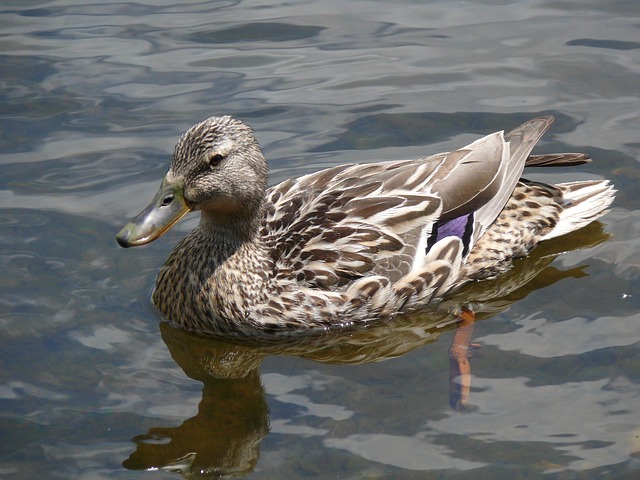 Free Duck Animal photo and picture