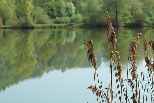 Free Lake Reed photo and picture
