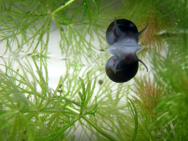 Free Snail Aquarium photo and picture