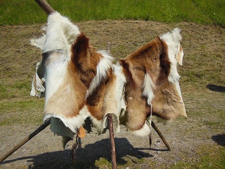 Rinder Häute, Pelz, Pelzig, Baum Stand