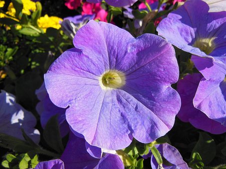 Petunie, Nahaufnahme, Violette Petunien
