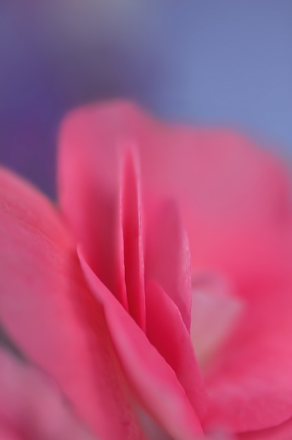 Free Rose Petal photo and picture