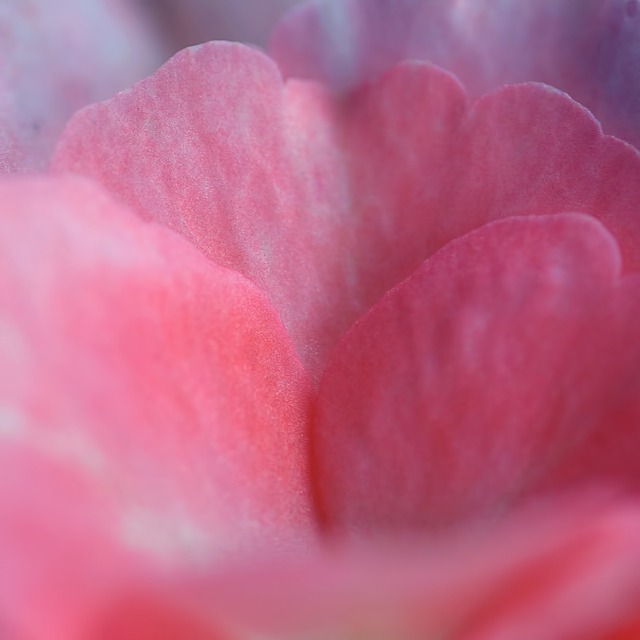 Free Rose Flower Wallpaper photo and picture