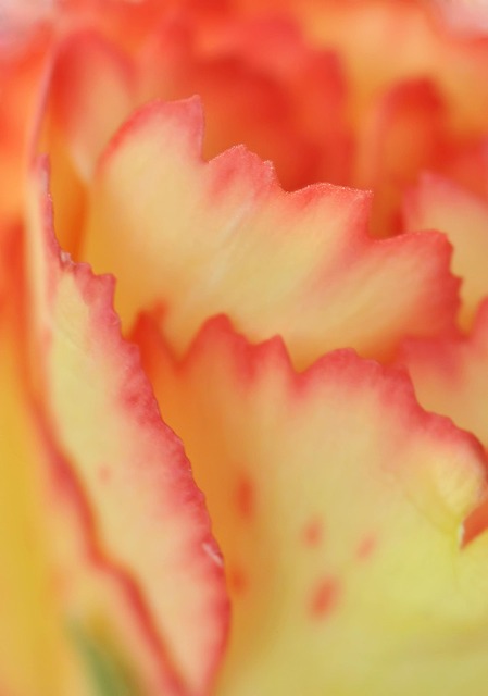 Free Petal Flower Background photo and picture