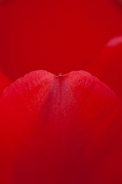 Free Rose Rose Flower photo and picture