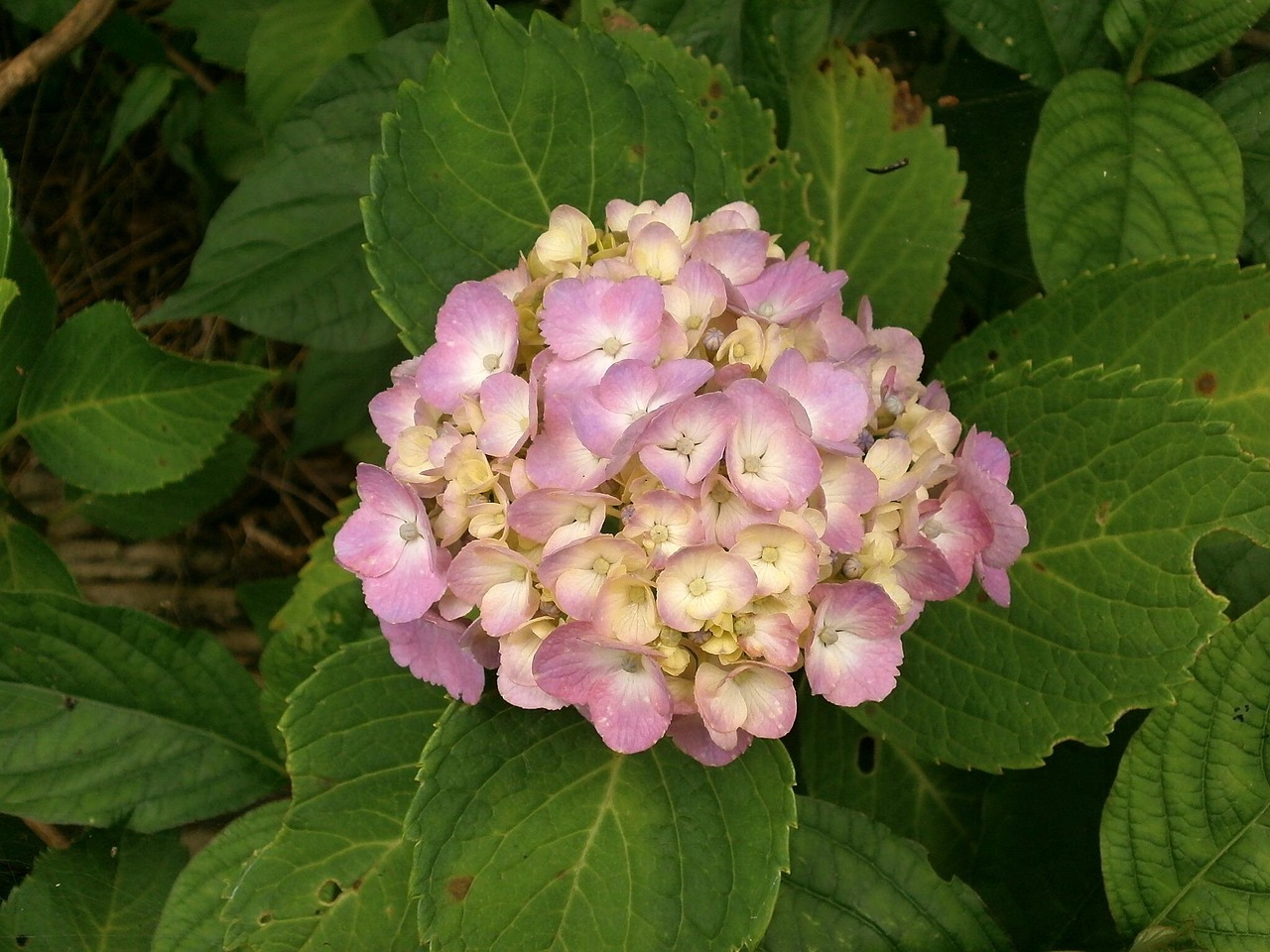 Hydrangea Summer Flowers Pink - Free photo on Pixabay - Pixabay