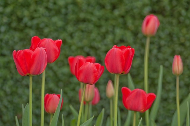 Free Flower Macro photo and picture