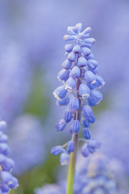 Free Flower Macro photo and picture