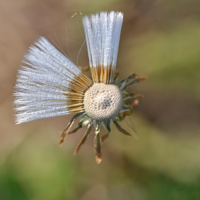 Free Flower Macro photo and picture