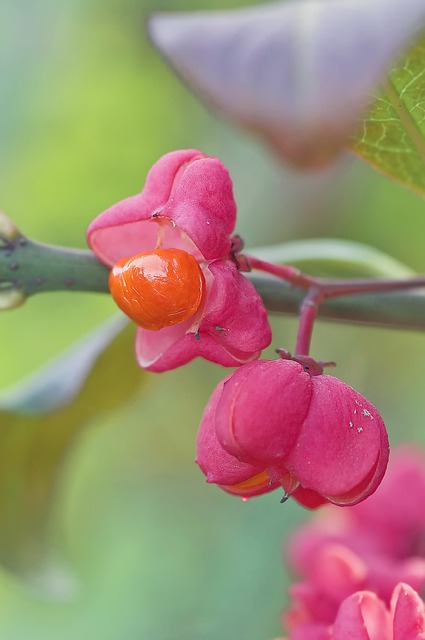 Free Flower Macro photo and picture