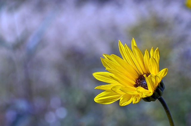 Free Flower Flower Background photo and picture