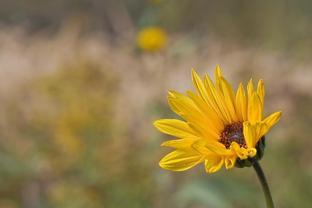 Free Flower Macro photo and picture