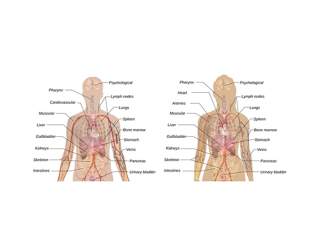 Mann, Frau, Schema, Körper, Anatomie