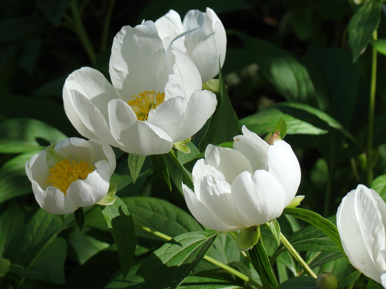 Peonies Flowers White · Free photo on Pixabay