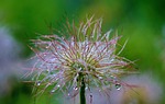 clematis vitalba, pods, soft