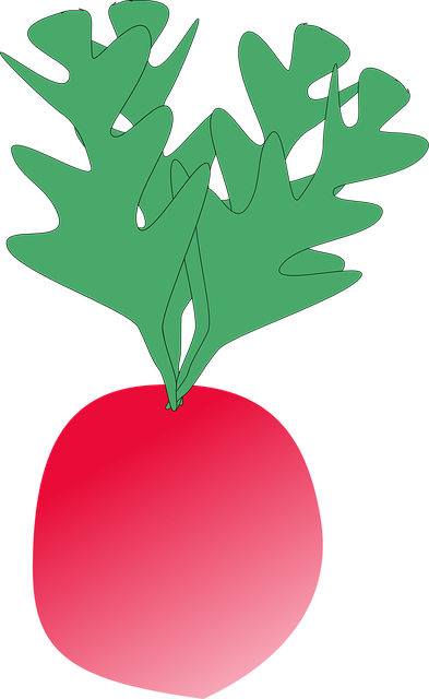 Free radish vegetable food vector