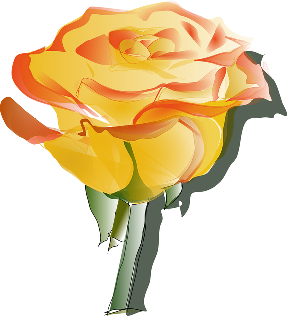 Rose, Gul, Blomst Baggrund, Orange