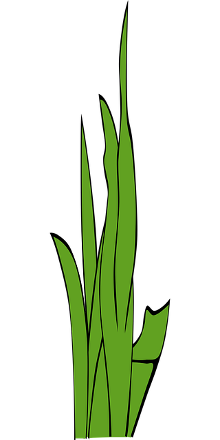 Free blades of grass grass nature vector