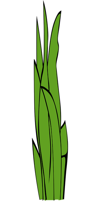 Græsstrå, Græs, Ukrudtsplante, Natur