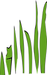 blades of grass, grass, weed