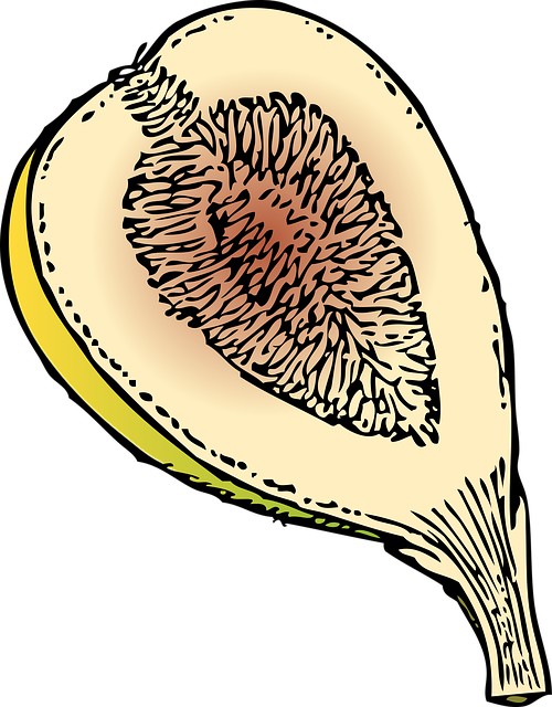 Free fig fruit nature vector